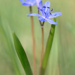 #035 - Zweiblättriger Blaustern / Sternhyazinthe (Scilla bifolia)