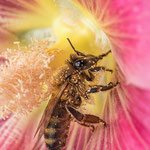#008 - Honigbiene (Apis mellifera)