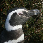 Pingouin de Magellan