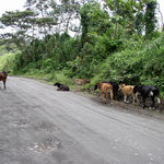 An entspanntes Autofahren ist in Costa Rica nicht zu denken! Zu den Schlaglöchern gesellt sich auch immer wieder irgendwelches Viehzeug!