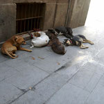 let sleeping dogs lie (barcelona)