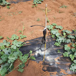 installazione dei sensori per la gestione sostenibile della risorsa irrigua su anguria - SAN LIDANO