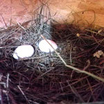Kate´s Seidenhuhn-Nest