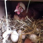 Melanie sitzt immer ganz hinten im Nest und "räumt" die anderen Eier vor sich hin.