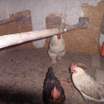 Stallhaft von außen, die Hühner haben "locker" Platz