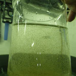 Mise à l'eau des larves dans les bacs de la micronurserie le premier jour