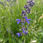 Wiesensalbei