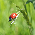 Pappelblattkäfer (Chrysomela populi)