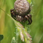 Krabbenspinne
