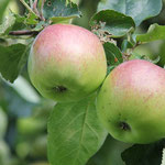 Äpfel