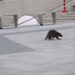 Dann haben wir (Freundin aus der Uni und ich) einen Waschbären bei dem CN Tower gesehen!