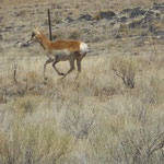 eine Antilope :)