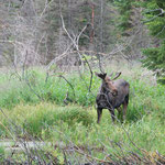 a moose