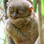 Tarsier monkey conservation area