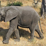 African elephant: check