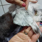Dandie Diamond Terrier Asco ist so langsam seine "Feder" am Ohr wieder nachgewachsen, die versehentlich (nicht von mir ;) ) abgeschnitten wurde...