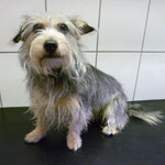 Yorkshire-Terrier-Dackel-Mix Betty benahm sich vorbildlich wie ein Modell, hier vor dem Trimmen und in Form schneiden...
