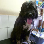 Eine weitere seltene Rasse im Hundesalon: Schafpudel Rocky, schwarz, groß aber sooo lieb, hier (fast) vorher....
