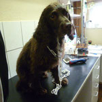 Das ist Paddy, ein super charmanter Welsh-Springer-Spaniel, vor der Pflege...