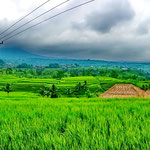 Reisterrassen Jatiluwih Bali