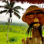 Reisterrassen Jatiluwih Bali