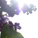Budding Lilacs