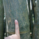 Bambus - etwas dicker als mein Finger...