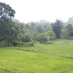 Aussicht über die Reisfelder beim Tee im Dschungelrestaurant