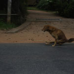 Dieser Hund hatte vor 2 Jahren in Dambulla einen Autounfall - seither geht er wie ein Zirkushund auf seinen Vorderpfoten - hat er sich selber beigebracht - amazing!