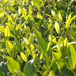 Schaut mal, wie sich das Sonnenlicht in den Teeblättern... Dieses Grün ist so speziell!