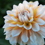 Dahlie 'Seattle' - Dekorative Dahlie - Bio