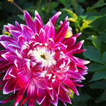Dahlie 'Vancouver' - Großblumige Dahlie - Bio