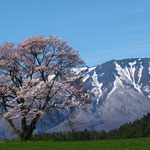 2006年　入選　「岩手山と桜」
