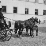 Die Aufgaben einer Zuchtstute waren 1964 ein "Fulltime-Job". Bei Einsätzen der Stuten als Kutsch- oder Arbeitspferde waren die noch säugenden Fohlen in früheren Jahren oft mit dabei. Foto: KAE F3.0/0128.0006  