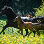 Auf den weitläufigen Weiden des Landwirtschaftsbetriebs "Marstall" finden die Zuchtstuten mit ihren Fohlen Bedingungen vor, die ihrem angeborenen Verhalten entsprechen. Foto: Katja Stuppia