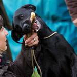 Sage mit 11 Monaten beim ersten jagdlichen Training