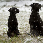 Sage und Ivy - first snow