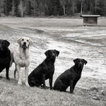 Molly (Halbschwester von Sage), Shady, Sage und Ivy beim Training Anfang Mai