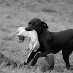 Sage mit 11 Monaten beim ersten jagdlichen Training