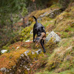 Ivy beim jagdlichen Training