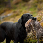 Ivy beim jagdlichen Training