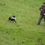 Sage mit 11 Monaten beim ersten jagdlichen Training