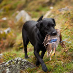 Ivy beim jagdlichen Training