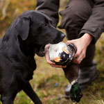 Ivy beim jagdlichen Training