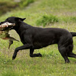 Sage mit 11 Monaten beim ersten jagdlichen Training