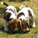 Cucciolo beagle