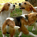 Cucciolo beagle
