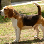 Cucciolo beagle