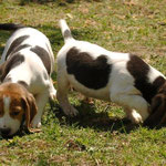 Cucciolo beagle