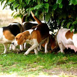 Cucciolo beagle
